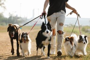 choosing the right pet sitter. Dog Walking Rocky Hill CT